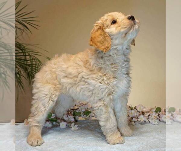 Medium Photo #4 Goldendoodle-Poodle (Miniature) Mix Puppy For Sale in CLARK, WI, USA