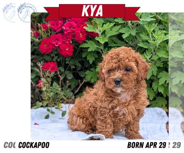 Medium Photo #16 Cock-A-Poo Puppy For Sale in GOSHEN, IN, USA