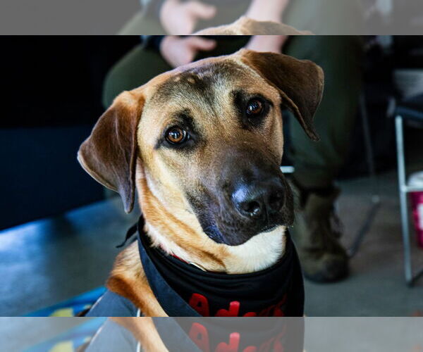 Medium Photo #3 Mutt Puppy For Sale in Shelburne, VT, USA