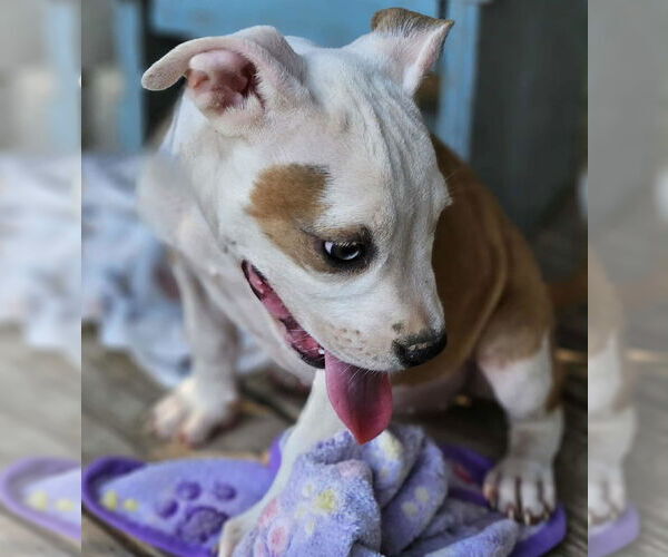 Medium Photo #24 American Pit Bull Terrier-Unknown Mix Puppy For Sale in Wakefield, RI, USA