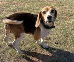 Small Photo #3 Beagle Puppy For Sale in Dunnellon, FL, USA