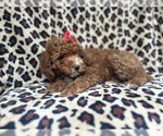 Small #7 Cavapoo