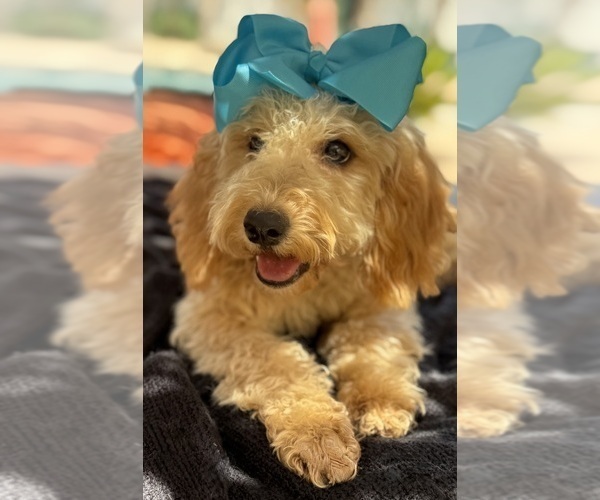 Medium Photo #10 Goldendoodle mix (+ Poodle Miniature) Puppy For Sale in MENIFEE, CA, USA