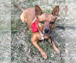 Small #1 Basenji Mix