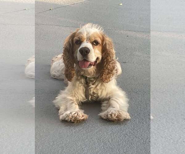 Medium Photo #3 Cocker Spaniel Puppy For Sale in Lee's Summit, MO, USA