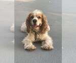 Small #2 Cocker Spaniel