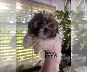 Shih Tzu Puppy for sale in ROGERSVILLE, AL, USA