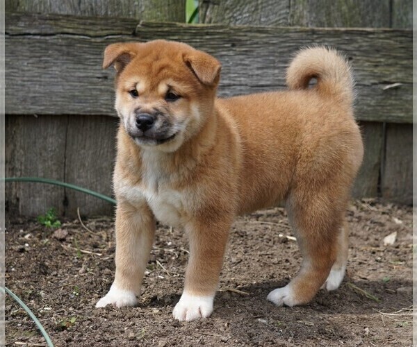 Medium Photo #4 Shiba Inu Puppy For Sale in FREDERICKSBG, OH, USA