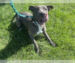 Small #2 American Pit Bull Terrier
