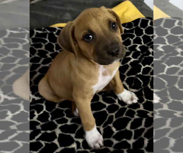 Medium Photo #1 Bullboxer Pit Puppy For Sale in Sanford, FL, USA