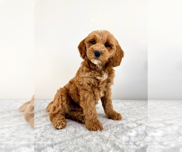 Medium Photo #1 Goldendoodle (Miniature) Puppy For Sale in GREENFIELD, IN, USA