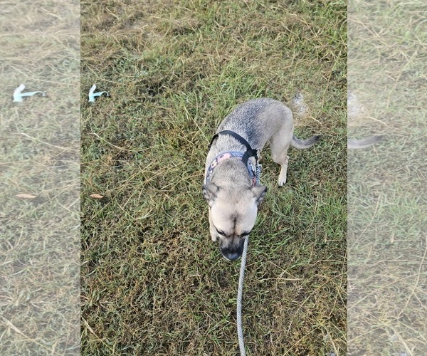 Medium Photo #15 Pug-Unknown Mix Puppy For Sale in Wakefield, RI, USA