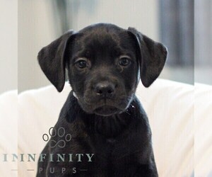 Medium French Bulldog-Goldendoodle Mix