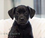 Small French Bulldog-Goldendoodle Mix