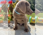 Small #2 Labrador Retriever