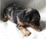 Small Photo #12 Cavapoo Puppy For Sale in CARLISLE, KY, USA