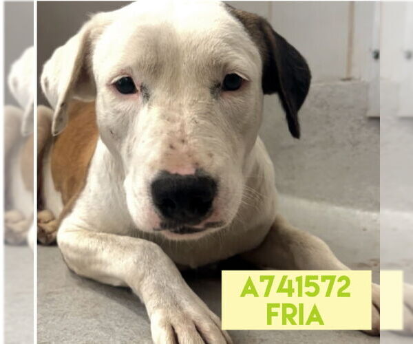 Medium Photo #1 American Staffordshire Terrier-Unknown Mix Puppy For Sale in San Antonio, TX, USA