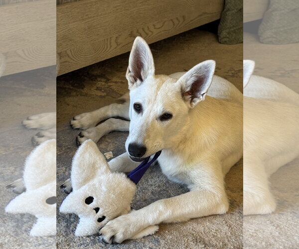 Medium Photo #4 - Mix Puppy For Sale in Hoffman Estates, IL, USA