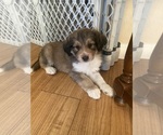 Puppy Red Miniature Australian Shepherd-Poodle (Standard) Mix