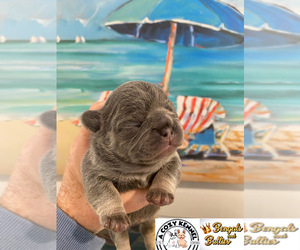 French Bulldog Puppy for sale in LUSBY, MD, USA