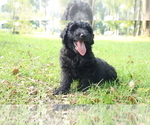 Puppy Pecan Aussiedoodle
