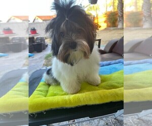 Biewer Terrier Puppy for Sale in SAN DIEGO, California USA