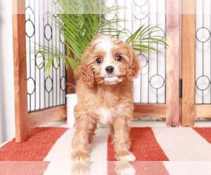 Cavapoo Puppy for sale in NAPLES, FL, USA
