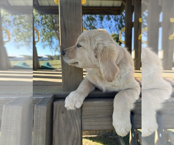 Medium Photo #2 Golden Retriever Puppy For Sale in AUSTIN, KY, USA