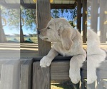 Small #1 Golden Retriever