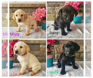 Labrador Retriever Puppy for sale in CATO, NY, USA