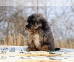 Small #9 ShihPoo
