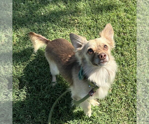 Medium Photo #6 Chiranian Puppy For Sale in Chico, CA, USA