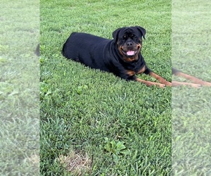 Mother of the Rottweiler puppies born on 07/04/2025