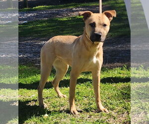 American Pit Bull Terrier-Unknown Mix Dogs for adoption in Wetumpka, AL, USA