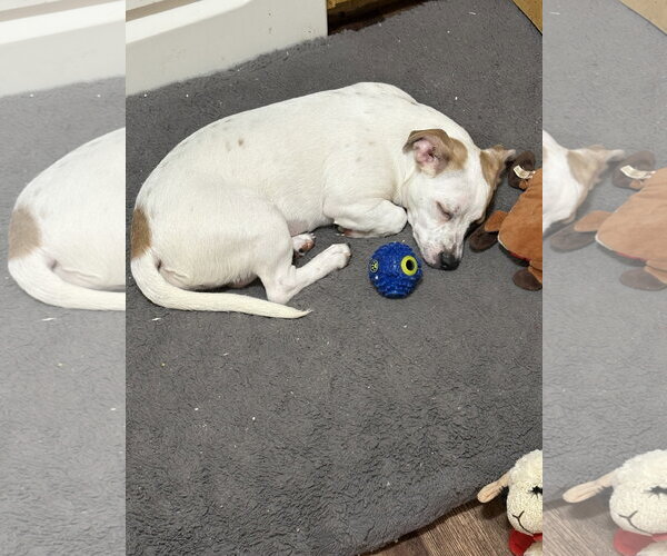 Medium Photo #7 American Pit Bull Terrier-Pekingese Mix Puppy For Sale in Rootstown, OH, USA