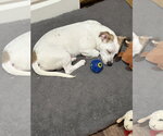 Small #6 American Pit Bull Terrier-Pekingese Mix