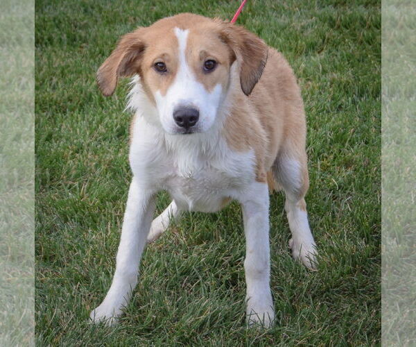 Medium Photo #4 Great Pyrenees-Unknown Mix Puppy For Sale in Huntley, IL, USA