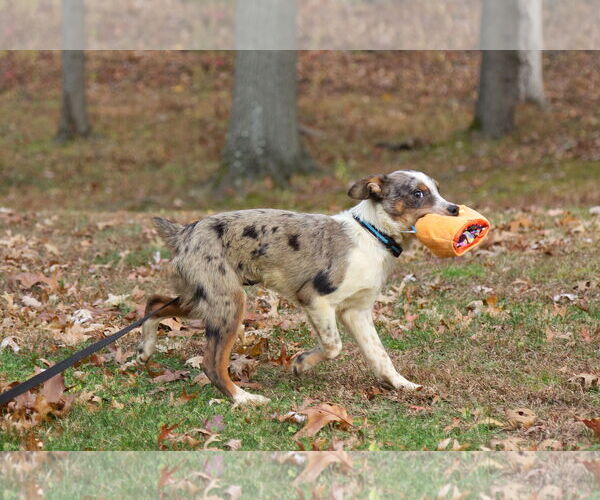 Medium Photo #5 Mutt Puppy For Sale in Garden City, NY, USA