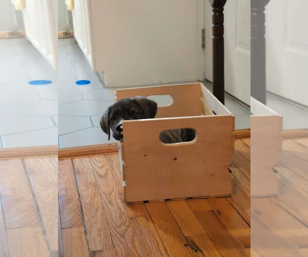 Medium Photo #5 Mutt Puppy For Sale in Laramie, WY, USA