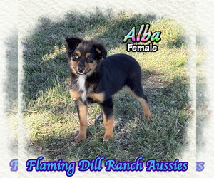Miniature Australian Shepherd Puppy for sale in FORESTBURG, TX, USA