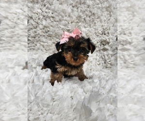 Yorkshire Terrier Puppy for sale in INDIANAPOLIS, IN, USA