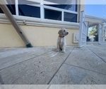 Small Photo #62 Labradoodle Puppy For Sale in FORT LAUDERDALE, FL, USA