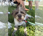 Small #4 Mutt