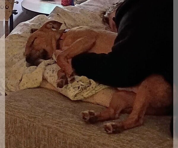 Medium Photo #2 American Pit Bull Terrier-Unknown Mix Puppy For Sale in Germantown, OH, USA