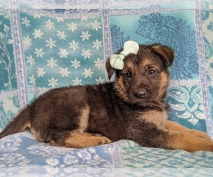 German Shepherd Dog Puppy for sale in KIRKWOOD, PA, USA