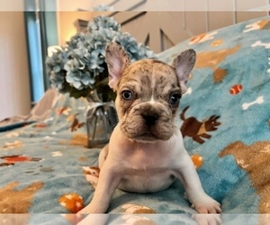 French Bulldog Puppy for sale in NEW LONDON, NC, USA