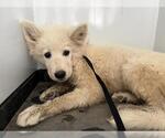 Small Alaskan Malamute Mix