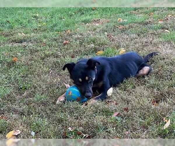 Medium Photo #3 Rottweiler-Unknown Mix Puppy For Sale in Brewster, NY, USA