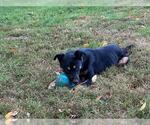 Small #2 Rottweiler Mix