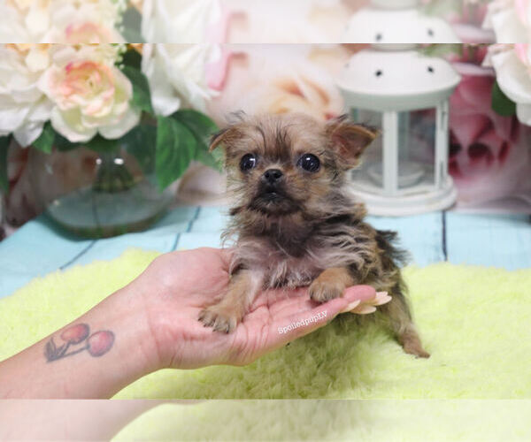 Medium Photo #2 Griffonshire Puppy For Sale in LAS VEGAS, NV, USA